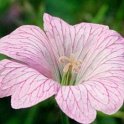 Geranium x oxonianum 'Hollywood'